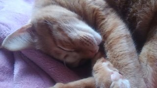 「これ以上何を削れば」　来年度の生活保護費減額に悲鳴