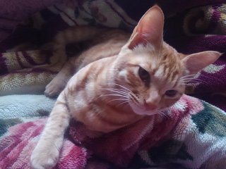 「これ以上何を削れば」　来年度の生活保護費減額に悲鳴