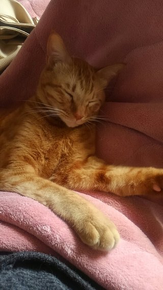 【障碍児母の愚痴悩み総合】