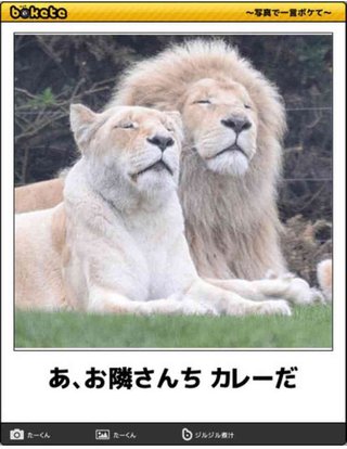 ボケて（bokete）見てる人！