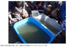 「池の水ぜんぶ抜く」ロケで在来魚が「大量死」 「専門家がいない」現場を参加者告発