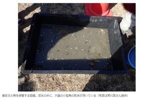 「池の水ぜんぶ抜く」ロケで在来魚が「大量死」 「専門家がいない」現場を参加者告発