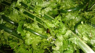 何の虫の卵かわかりますか？