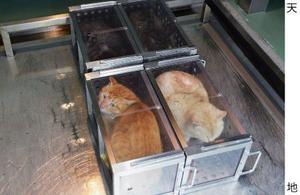 犬猫へのチップ装着を義務化へ　自民党どうぶつ愛護議員連盟 