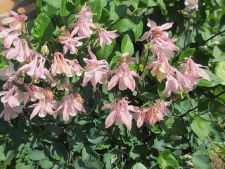 海老蔵～何でもあり