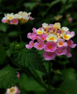 海老蔵～何でもあり