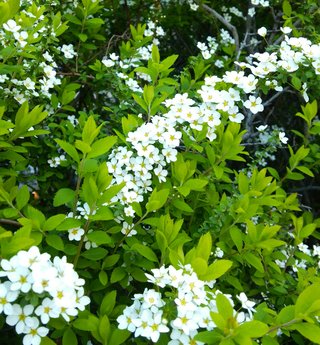 海老蔵～何でもあり