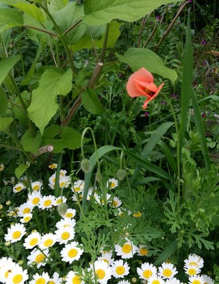 海老蔵～何でもあり