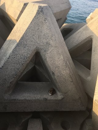 猫について何でもどうぞ【ねこ総合】