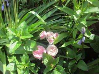 海老蔵～何でもあり