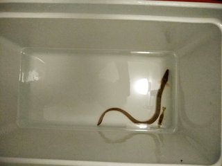 【画像】息子が多摩川で釣ってきたんだけど、これ何だと思う？