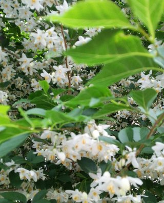 海老蔵～何でもあり