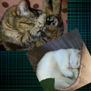 松居一代  IDアリ 多少のトピずれ・自分語りOK・人生いろいろ