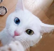 猫について何でもどうぞ【ねこ総合】