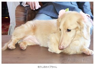 【紀州のドンファン】「愛犬に遺産相続するわ」→犬急死　「嫁より新しい彼女の方がいいな」→本人急死