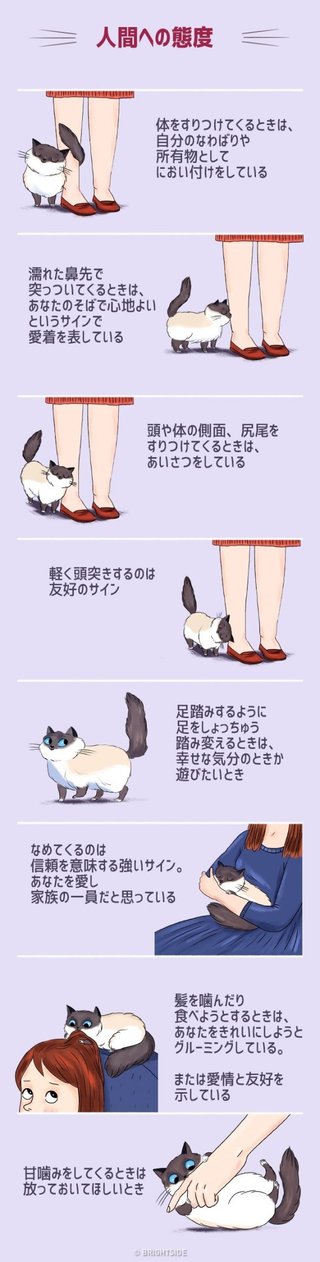 猫について何でもどうぞ【ねこ総合】
