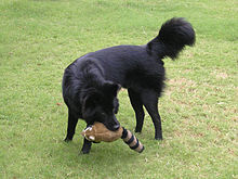 バリ島原産「キンタマーニ犬」をブランド化へ　インドネシア、観光資源へ 「人間に忠実な性格」