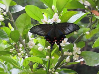 松居一代  IDアリ 多少のトピずれ・自分語りOK・人生いろいろ