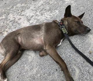 坂上忍の犬【筑波サンタ】何処へ？