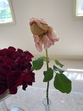 松居一代  IDアリ 多少のトピずれ・自分語りOK・人生いろいろ