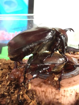 どうでもいい報告してください