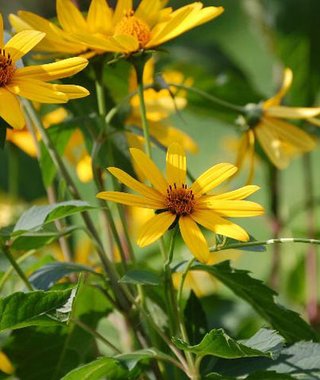 松居一代  IDアリ 多少のトピずれ・自分語りOK・人生いろいろ