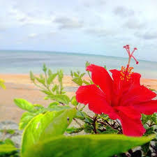 松居一代  IDアリ 多少のトピずれ・自分語りOK・人生いろいろ