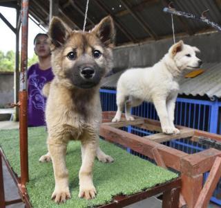 バリ島原産「キンタマーニ犬」をブランド化へ　インドネシア、観光資源へ 「人間に忠実な性格」