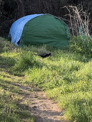 子供産まなきゃよかった。