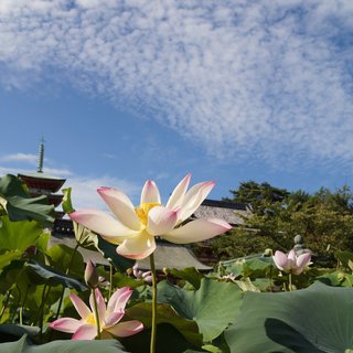松居一代  IDアリ 多少のトピずれ・自分語りOK・人生いろいろ