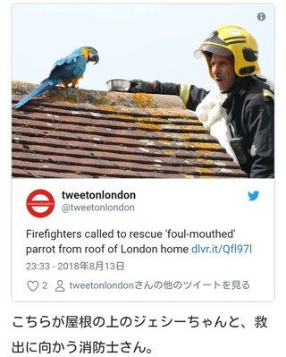 消防士がインコに「愛してるよ」と呼びかけ救出に向かうも…汚い言葉で罵られる