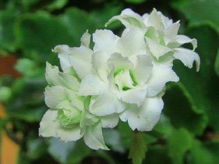 松居一代  IDアリ 多少のトピずれ・自分語りOK・人生いろいろ