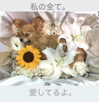 村上佳菜子が、犬の死んだ姿をインスタ投稿