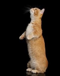 【動物】なぜ炎上？HIKAKINが飼い始めた人気の猫　軟骨異常で一生つきまとう痛み