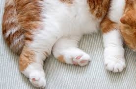 【動物】なぜ炎上？HIKAKINが飼い始めた人気の猫　軟骨異常で一生つきまとう痛み