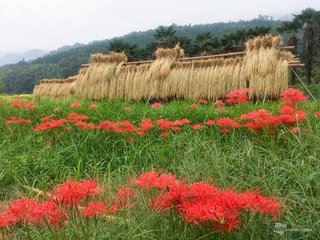 松居一代  IDアリ 多少のトピずれ・自分語りOK・人生いろいろ