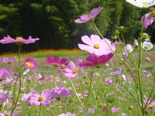 松居一代  IDアリ 多少のトピずれ・自分語りOK・人生いろいろ