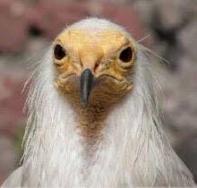 内田裕也さんにとって樹木希林さんはどんな存在だったんだろう