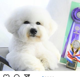 みんなー似てると言われたことのある人物とか動物の画像貼って！