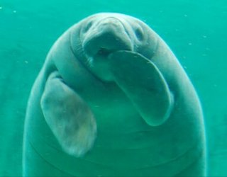 みんなー似てると言われたことのある人物とか動物の画像貼って！