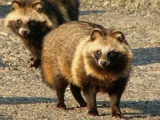 みんなー似てると言われたことのある人物とか動物の画像貼って！