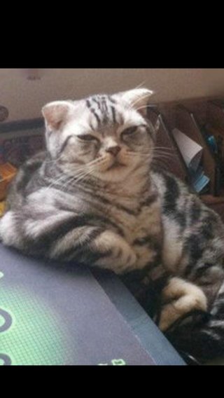 みんなー似てると言われたことのある人物とか動物の画像貼って！