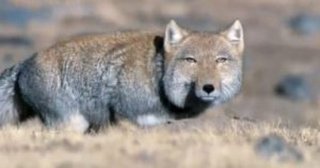 みんなー似てると言われたことのある人物とか動物の画像貼って！