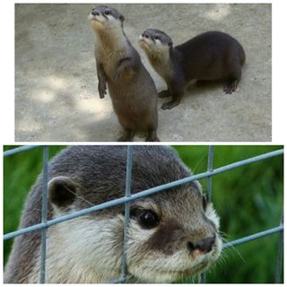 みんなー似てると言われたことのある人物とか動物の画像貼って！