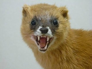 みんなー似てると言われたことのある人物とか動物の画像貼って！