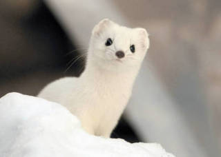 みんなー似てると言われたことのある人物とか動物の画像貼って！