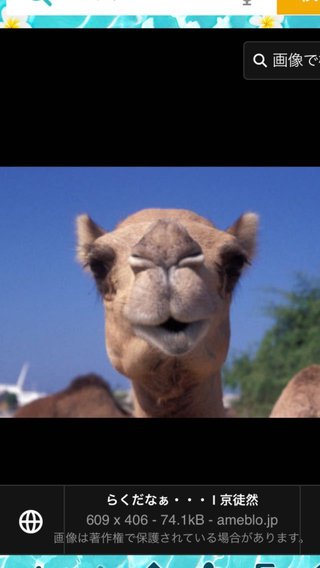 みんなー似てると言われたことのある人物とか動物の画像貼って！