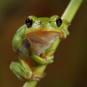 みんなー似てると言われたことのある人物とか動物の画像貼って！