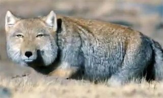 みんなー似てると言われたことのある人物とか動物の画像貼って！