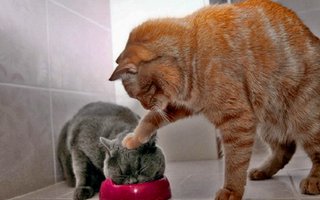 煮えたぎる鍋に部下の顔を  ｢芸能プロ社長｣凄絶パワハラ動画